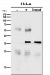 Anti-PCNA Rabbit Monoclonal Antibody